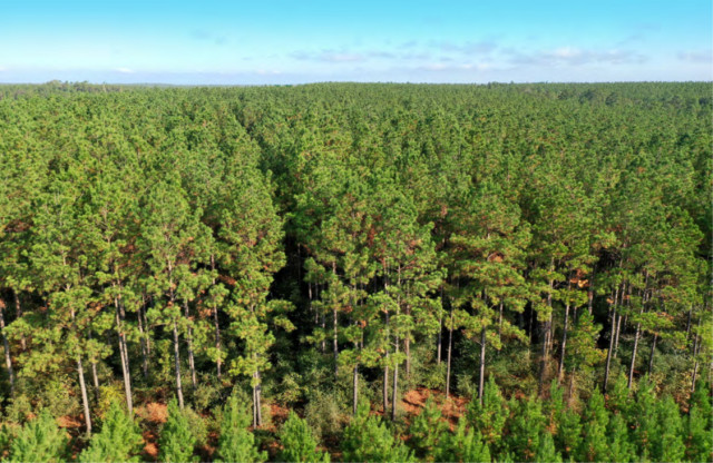 Molpus Woodlands Group Purchases 117,773 Acres in East Texas and Northwest Louisiana