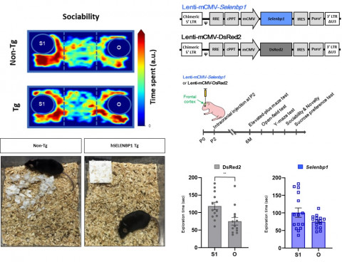 SELENBP1 과발현 형질 전환 생쥐과 전뇌에만 SELENBP1 과발현을 가진 생쥐(과발현 유발절차 오른쪽 윗 그림)는 둥지를 만드는 행동 결여(왼쪽 아래 그림), 사회성 결여(...