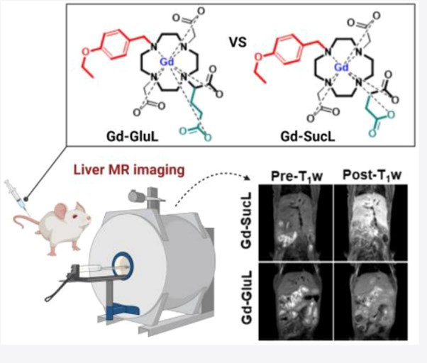 팜젠사이언스가 개발 중인 거대고리형 MRI 간특이 조영제 (Gd-SucL)를 쥐에 투여해 MRI 촬영 시 우수한 간조영력과 화학적 안정성이 확인됐다