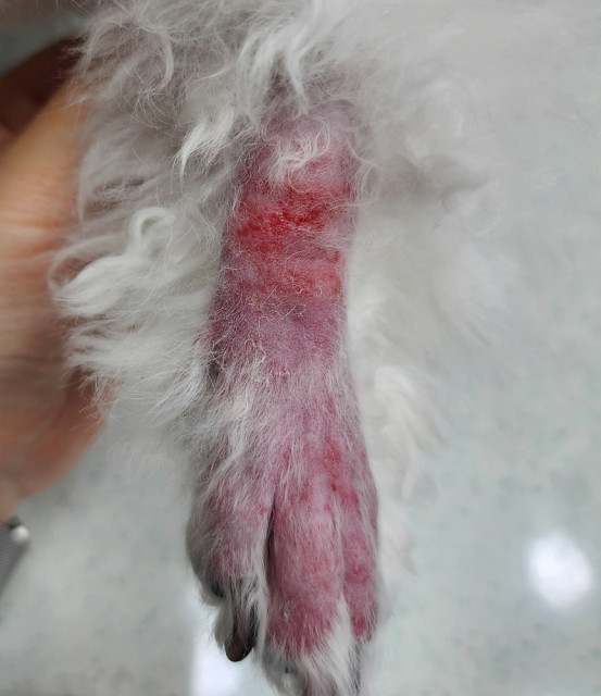 피부질환을 앓고 있는 강아지 사례