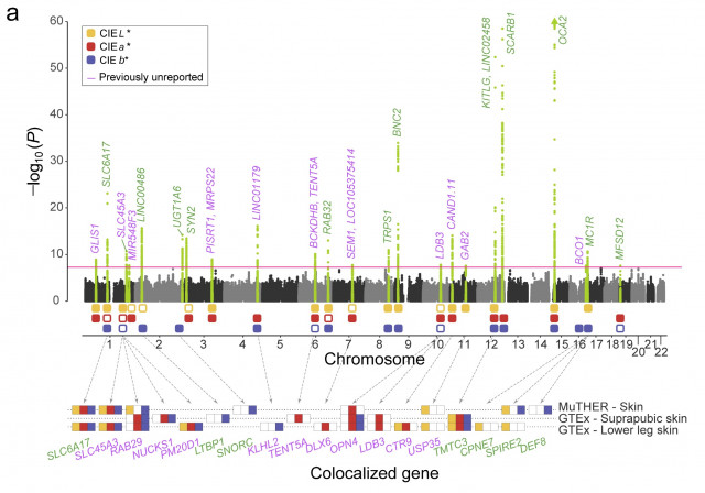 LG생활건강 기술연구원이 사람의 염색체에 존재하는 피부톤과 연관된 유전자 영역을 시각화한 자료