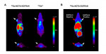 마우스 모델에서 표적전달 여부를 확인하기 위한 MicroPET 영상