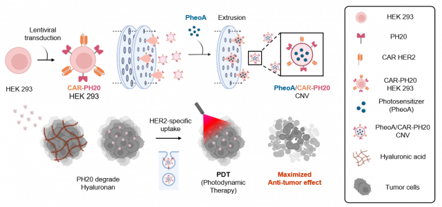CAR-T 세포 유래 나노베지클을 활용한 암 치료 전략 키메라 항원 수용체(CAR)와 히알루로니다제(PH20)가 결합된 나노베지클(CNV)의 암 치료 전략 모식도. CAR-PH20 CNV는 암 조직 내부로 약물이 잘 전달될 수 있도록 돕고, 암세포 주변 환경을 변화시켜 치료 효과를 극대화하는 역할을 한다. 이를 통해 기존 치료법의 한계를 극복하고, 더 정밀하고 효과적인 암 치료 전략을 제시한다