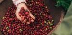 네슬레 ‘2030 네스카페 플랜’ 경과보고서 발표… 지속 가능한 커피 농업 지원 위한 최신 성과 공유