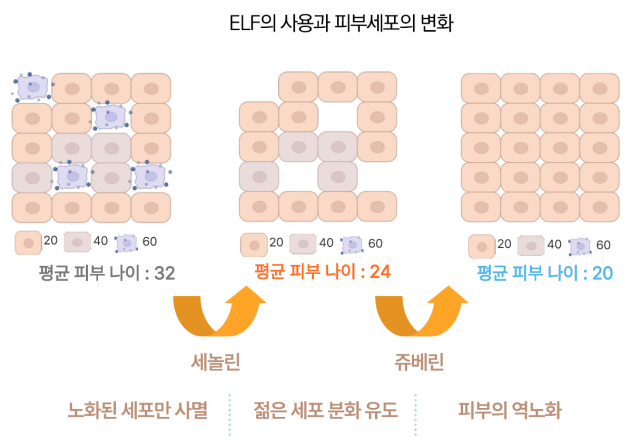 제품 사용에 따른 피부세포 변화